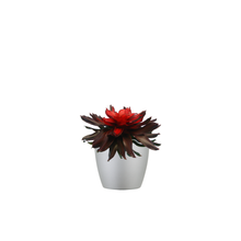 Single Neoregelia Combo