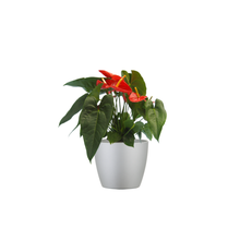 Single Red Anthurium Combo