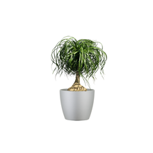 A Table Top Ponytail Palm Combo