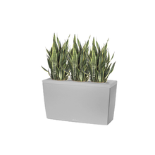 Floor Plant Container with 3 Sansevierias