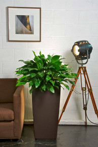 Chinese Evergreen | Large