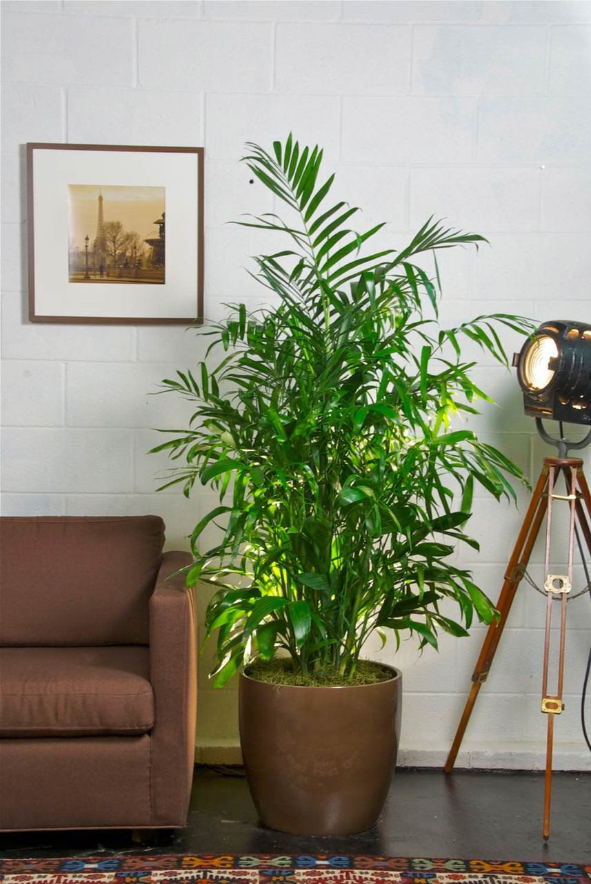 Bamboo palm deals