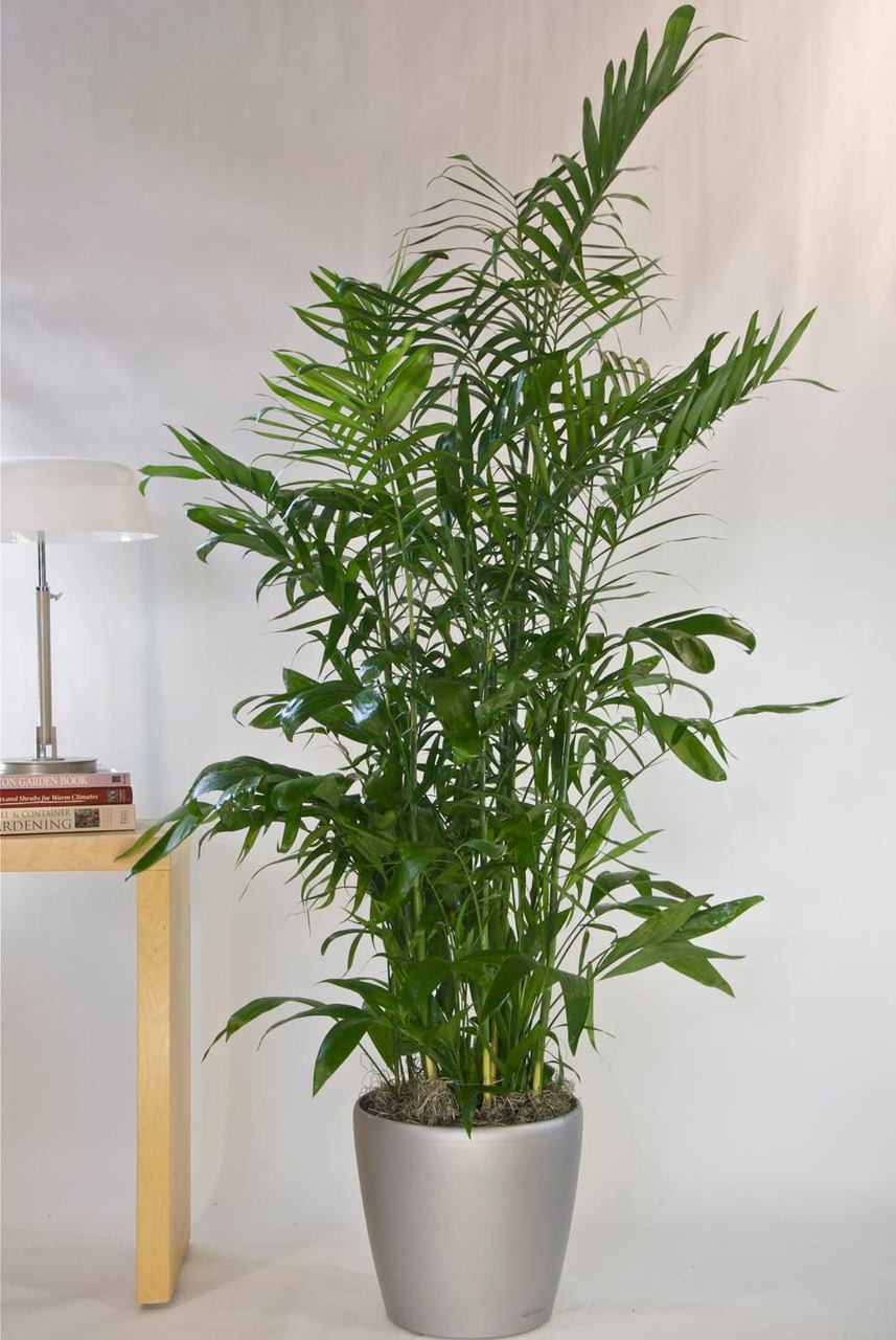 Bamboo Palm | Large - Houston Interior Plants