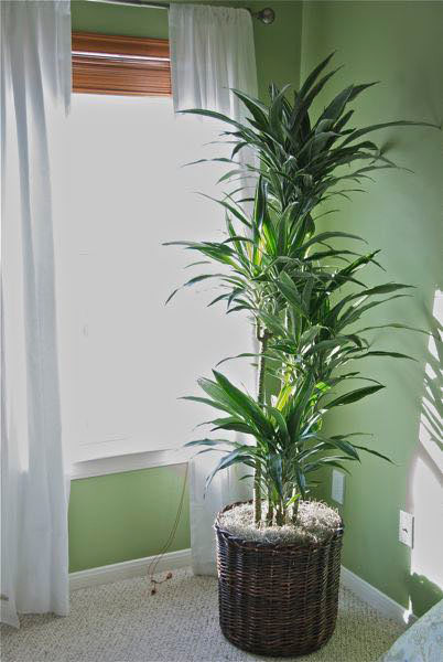 plant stand wooden indoor Indoor 6 Tier Wooden Plant Home Decor Stand  Wild City Plants