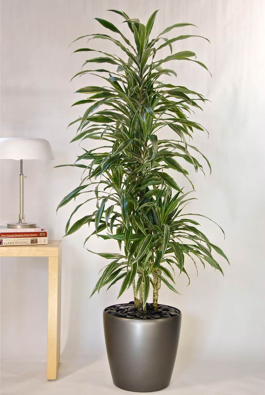 real lavender plants for sale Gros Bleu - Lavender Plant