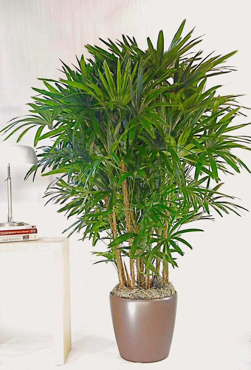 Hawaiian Rhapis Palm Large