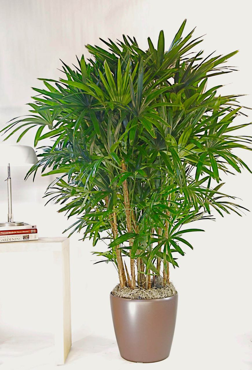 Hawaiian Rhapis Palm | Large - Houston Interior Plants