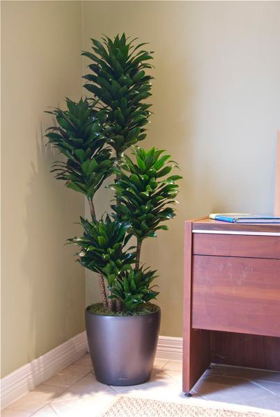 Janet Craig Compacta - Houston Interior Plants