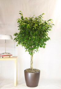 Ficus Benjamina Tree