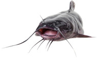 Channel Catfish