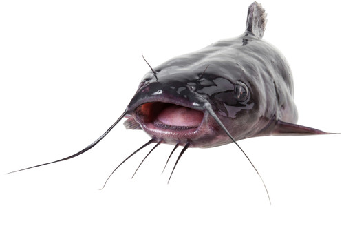 Channel Catfish