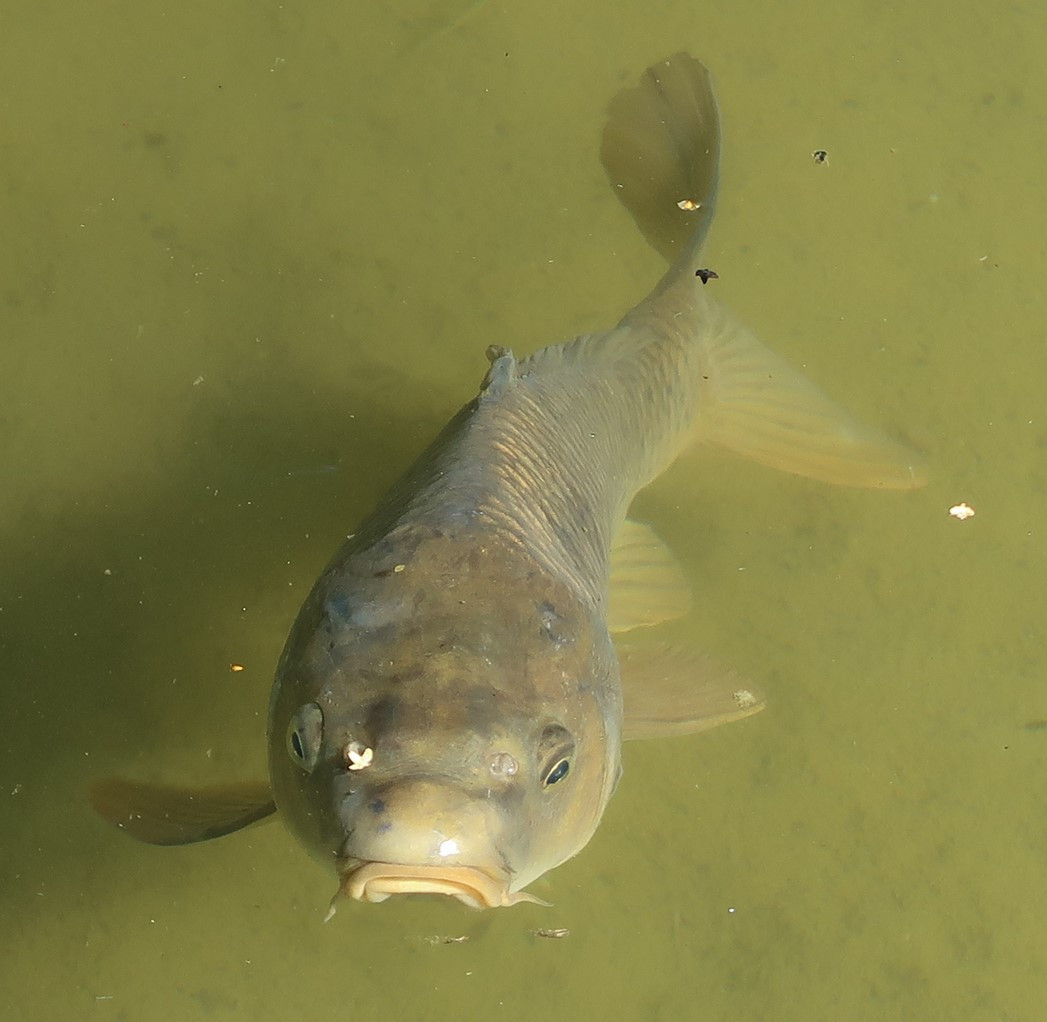 Grass Carp For Sale Kloubec Fisheries