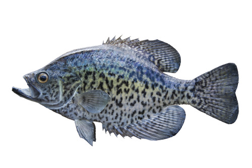 Black Crappie