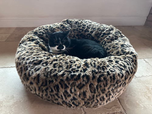 Ricky in his leopard Beddy Ball bed