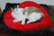 Lily on top of heart quilt on another cat bed.