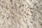 Snowy Owl Muffin Throw Color