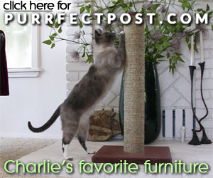 Charlie's favorite furniture is MEANT to be scratched.