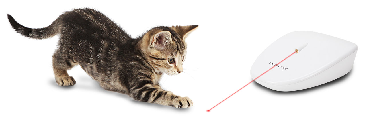 kitten playing with laser cat chase toy