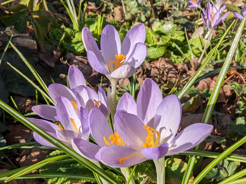 Autumn Crocus is dangerous to cats