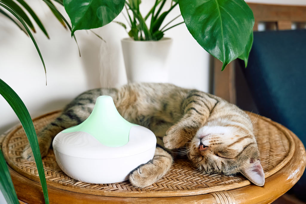 Cat lounging near an essential oils diffuser