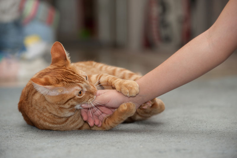 Learn how to keep cats from biting during play.