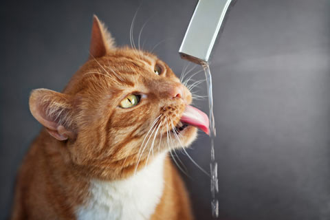Learn facts about cats and water fountains.