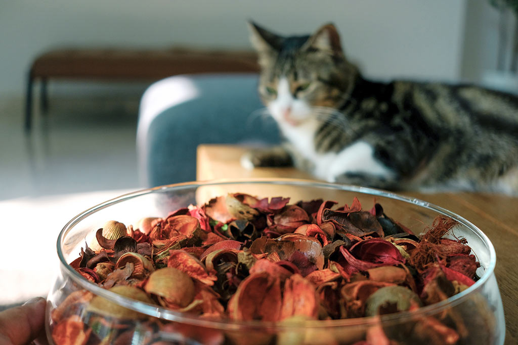 The Hidden Dangers of Potpourri and Essential Oils for Cats