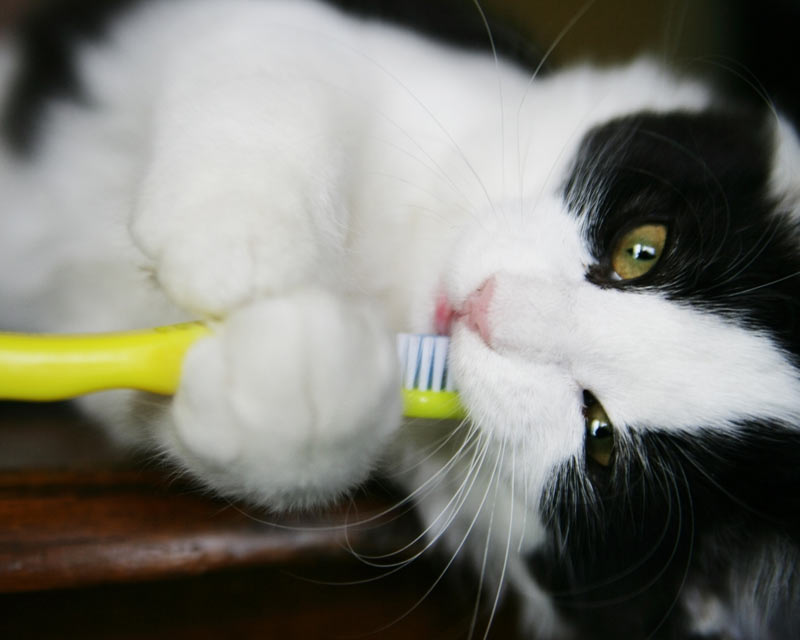 It's crucial to provide good dental care for your cat.