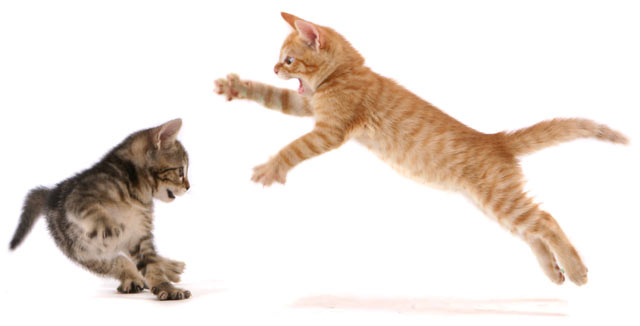 Learn how to safely stop a cat fight.