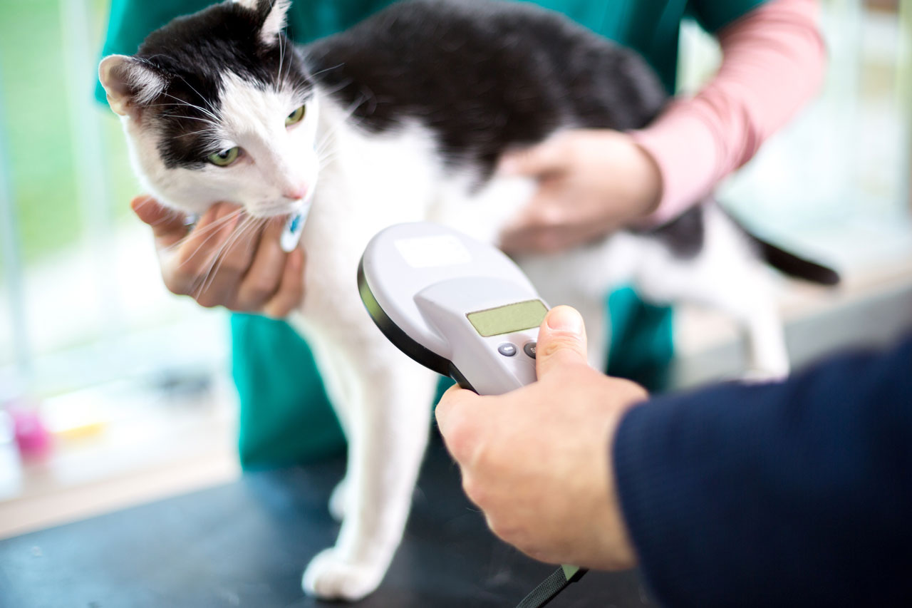Learn why indoor cats still need microchips.