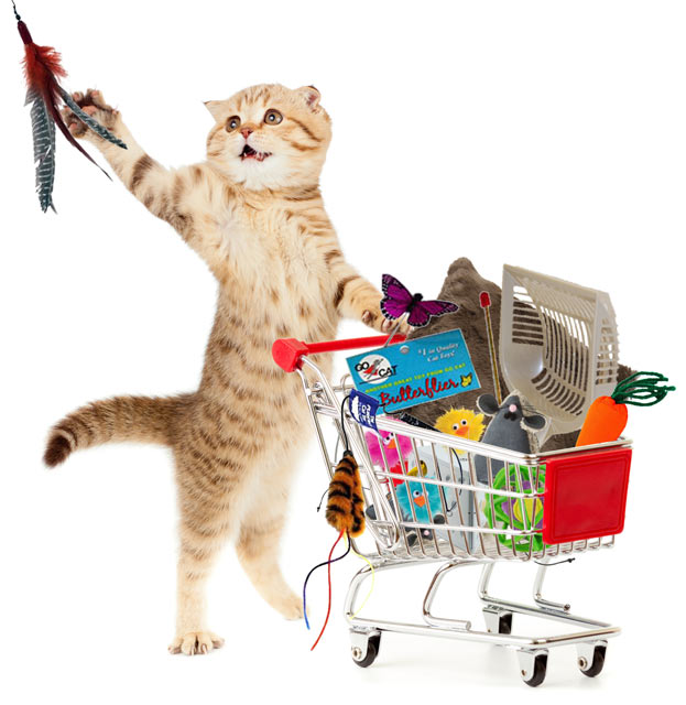 Kitty Cat shopping for favorite toys