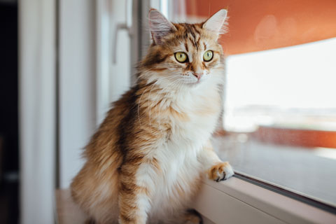 Indoor cats may develop negative behaviors in response to outdoor cats.