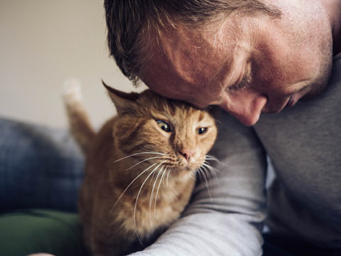 The frequency of cat purrs may help humans heal.