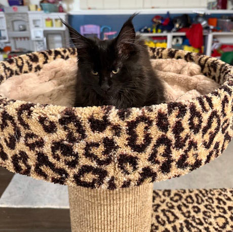 Fantastic products. All three of my Maine Coons sleep on them every night! -Ronda