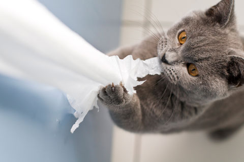 Why do cats play with toilet paper?