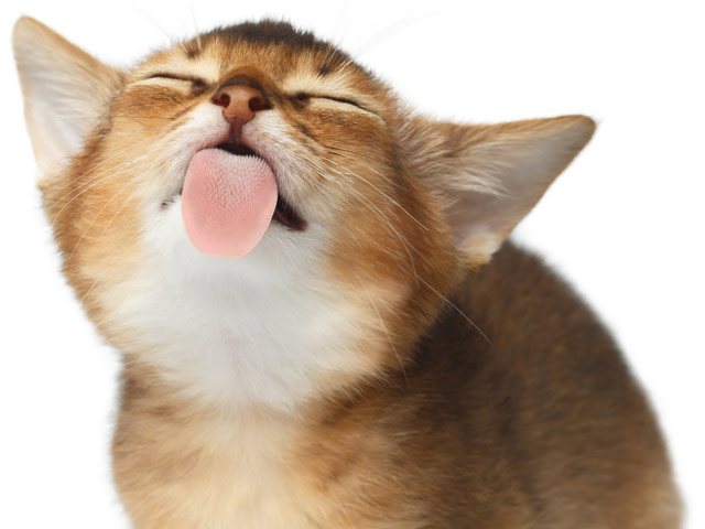 Licking at the air or themselves when petted might mean a skin problem in a cat.