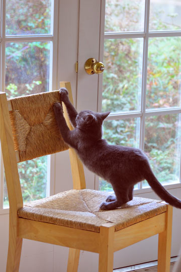 Cats need scratching posts in every area of the home.