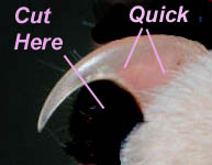 The Quick is the pink part at the base of the nail
