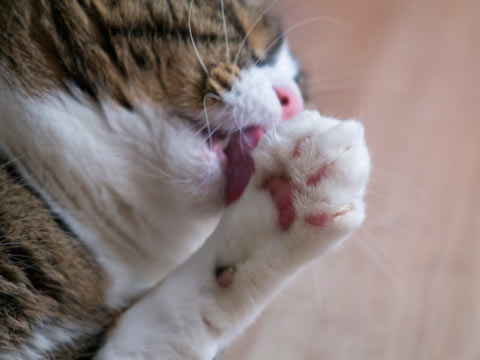Declawing cats is inhumane and dangerous.