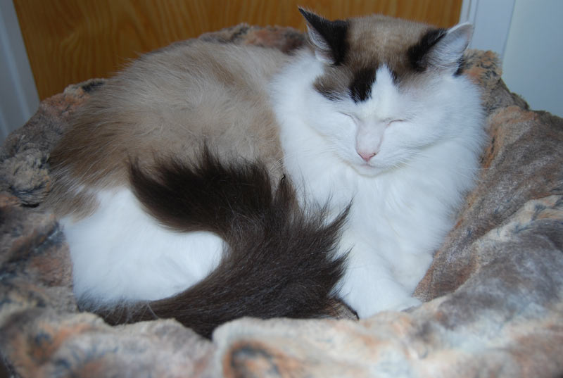 Lily sleeping in her incredibly soft, ultra-comfortable Muffin Blanket.