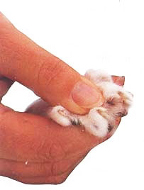 Trim your cat's claws
