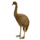 Hansa Emu, Life Size 50" (2676)