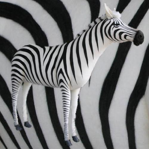 hansa zebra