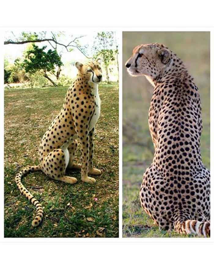 hansa cheetah