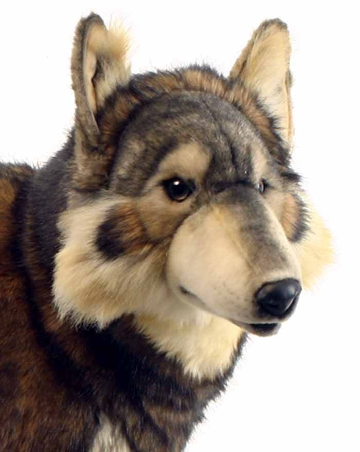 hansa wolf