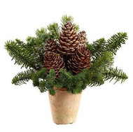 Pine With Cones in Terra Cotta Pot