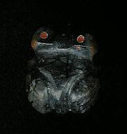 Zuni Frog Fetish Marilyn Quam SOLD 