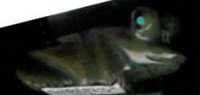 Zuni Frog Fetish Fredrick Weekoty F247 1540 SOLD
