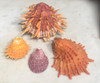 This photo demonstrates just what light orange, dark orange and rare purple spiny oyster shell looks like in the raw from the ocean and maybe just by seeing these shells you can better appreciate all the work that goes into making Native American jewelry and appreciate the Artists and all they go through in making their jewelry for all of us to enjoy.
