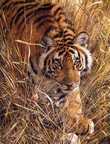 Tall Grass Tiger The Event Gallery Fine Art Ltd